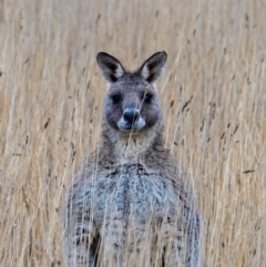 Macropus giganteus (Eastern Grey Kangaroo) at Throsby, ACT - 21 Jun 2024 by Mikailainthewild