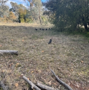 Corcorax melanorhamphos at Mount Ainslie - 27 Jun 2024 03:04 PM