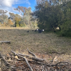 Corcorax melanorhamphos at Mount Ainslie - 27 Jun 2024 03:04 PM