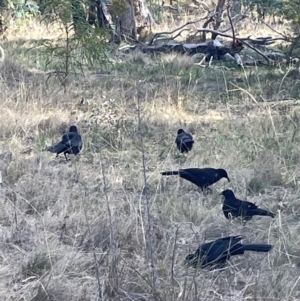 Corcorax melanorhamphos at Mount Ainslie - 27 Jun 2024 03:04 PM