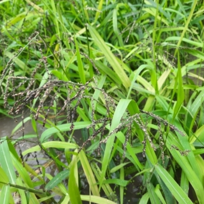 Paspalum paniculatum (Russell River Grass) at Theodore, QLD - 27 Jun 2024 by MB