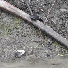 Velesunio ambiguus (Balonne Freshwater Mussel) at Theodore, QLD - 27 Jun 2024 by MB