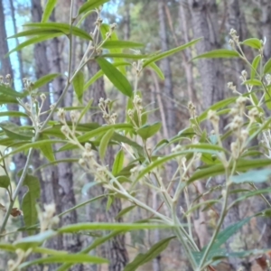 Olearia lirata at Isaacs Ridge and Nearby - 27 Jun 2024