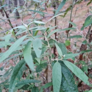 Olearia lirata at Isaacs Ridge and Nearby - 27 Jun 2024 04:03 PM