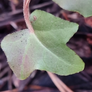 Hedera hibernica at Isaacs Ridge - 27 Jun 2024