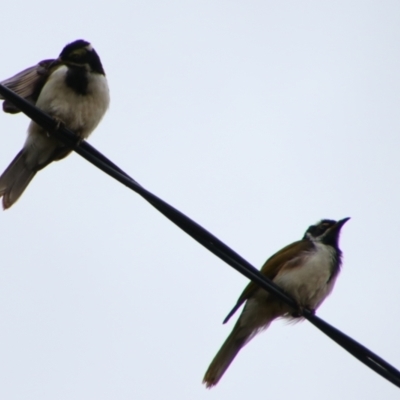 Entomyzon cyanotis (Blue-faced Honeyeater) at Theodore, QLD - 27 Jun 2024 by MB