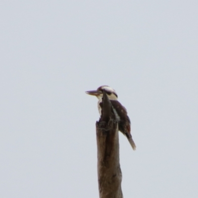 Dacelo novaeguineae (Laughing Kookaburra) at Isla, QLD - 27 Jun 2024 by MB