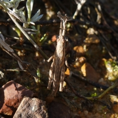 Coryphistes ruricola at Souths TSR on Mountain Ash Road - 18 Jun 2024 01:33 PM