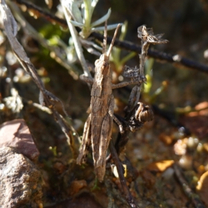 Coryphistes ruricola at Souths TSR on Mountain Ash Road - 18 Jun 2024