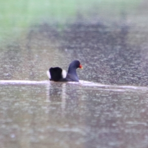 Gallinula tenebrosa at Theodore, QLD - 27 Jun 2024 01:52 PM