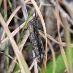 Coryphistes ruricola (Bark-mimicking Grasshopper) at Souths TSR on Mountain Ash Road - 18 Jun 2024 by RobG1