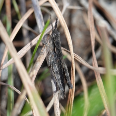 Coryphistes ruricola (Bark-mimicking Grasshopper) at Souths TSR on Mountain Ash Road - 18 Jun 2024 by RobG1