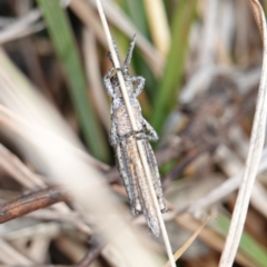 Coryphistes ruricola at Souths TSR on Mountain Ash Road - 18 Jun 2024 01:37 PM