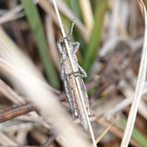 Coryphistes ruricola at Souths TSR on Mountain Ash Road - 18 Jun 2024 01:37 PM