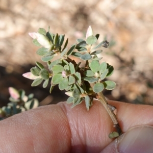 Brachyloma daphnoides at Gundary, NSW - 18 Jun 2024