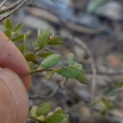 Brachyloma daphnoides at Gundary, NSW - 18 Jun 2024 02:02 PM