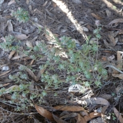 Brachyloma daphnoides at Gundary, NSW - 18 Jun 2024