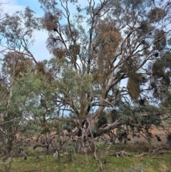 Eucalyptus bridgesiana (Apple Box) at Taylor, ACT - 27 Jun 2024 by Jiggy