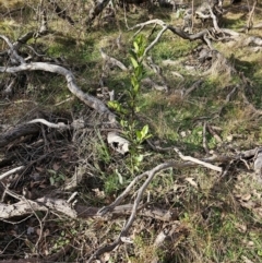 Laurus nobilis (Bay Tree) at Jacka, ACT - 27 Jun 2024 by Jiggy