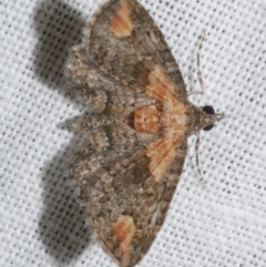 Chloroclystis pallidiplaga (White-shouldered Pug Moth) at WendyM's farm at Freshwater Ck. - 22 Dec 2022 by WendyEM