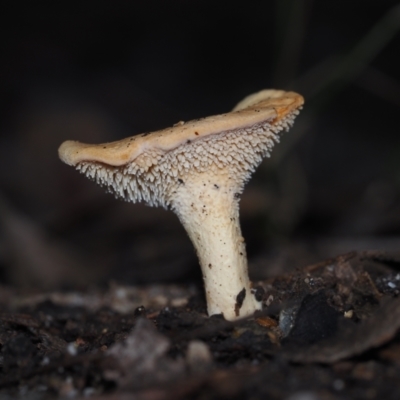 Hydnum repandum (Hydnum repandum) at Bodalla State Forest - 23 Jun 2024 by Bushrevival