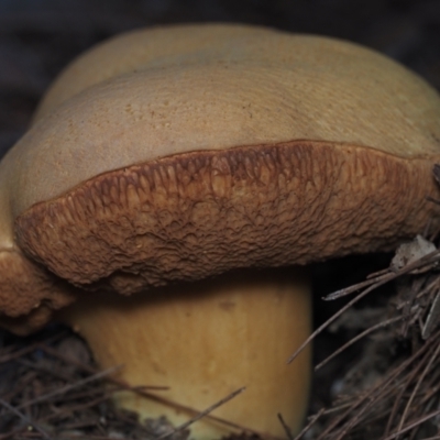 Bolete sp. (Bolete sp.) at Bodalla State Forest - 23 Jun 2024 by Bushrevival