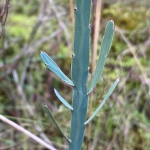 Bossiaea grayi at Molonglo River Reserve - suppressed