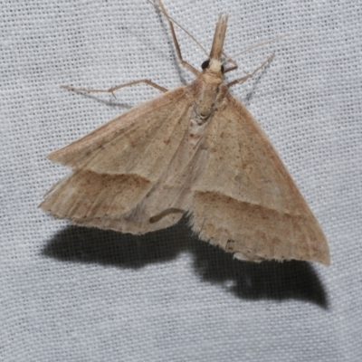 Epidesmia hypenaria (Long-nosed Epidesmia) at WendyM's farm at Freshwater Ck. - 21 Dec 2022 by WendyEM