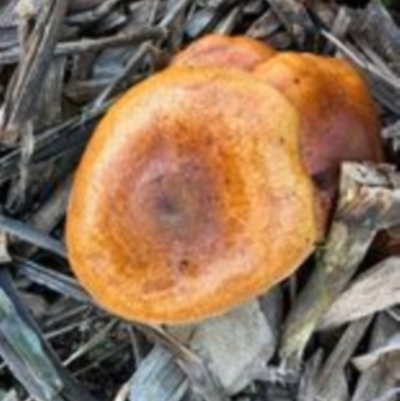 Unidentified Fungus at Cowra, NSW - 28 Jun 2024 by brunonia