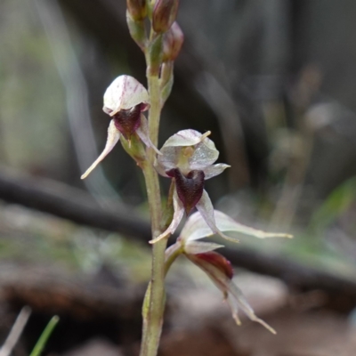 Acianthus collinus (Inland Mosquito Orchid) at Conimbla National Park - 24 Jun 2024 by RobG1