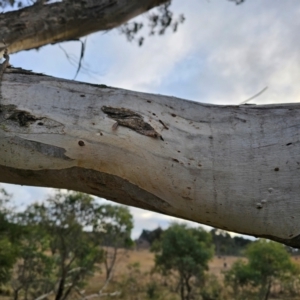 Eucalyptus melliodora at Taylor, ACT - 27 Jun 2024