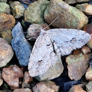 Didymoctenia exsuperata at Sullivans Creek, Lyneham South - 28 Jun 2024 12:48 PM