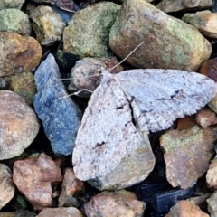 Didymoctenia exsuperata at Sullivans Creek, Lyneham South - 28 Jun 2024 12:48 PM