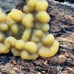 Myxomycete-plasmodium(class) (A slime mould) at Sullivans Creek, Lyneham South - 28 Jun 2024 by trevorpreston