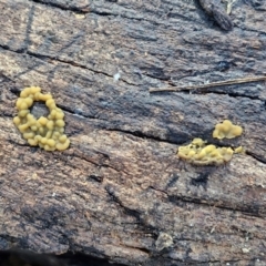 Myxomycete-plasmodium(class) at Sullivans Creek, Lyneham South - 28 Jun 2024