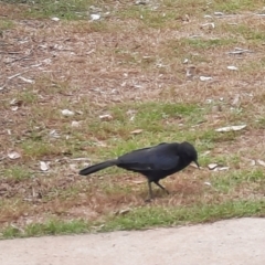 Corcorax melanorhamphos (White-winged Chough) at Rewan, QLD - 28 Jun 2024 by MB