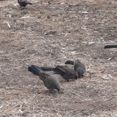 Struthidea cinerea (Apostlebird) at Rewan, QLD - 28 Jun 2024 by MB