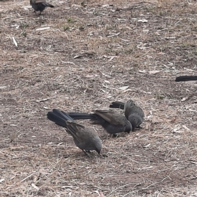 Struthidea cinerea (Apostlebird) at Rewan, QLD - 28 Jun 2024 by MB