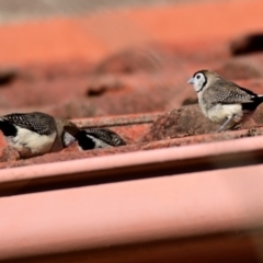 Stizoptera bichenovii (Double-barred Finch) at Evatt, ACT - 28 Jun 2024 by Thurstan