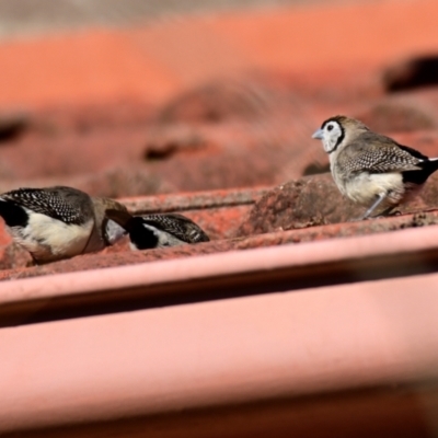 Stizoptera bichenovii (Double-barred Finch) at Evatt, ACT - 28 Jun 2024 by Thurstan