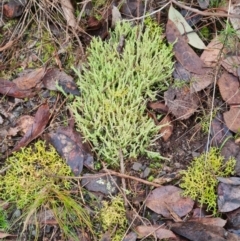 Cladonia rigida (A lichen) at Aranda Bushland - 28 Jun 2024 by WalkYonder