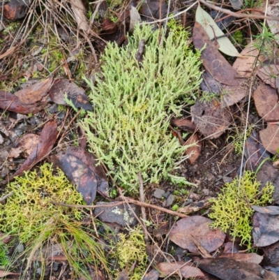 Cladonia rigida (A lichen) at Aranda Bushland - 28 Jun 2024 by WalkYonder