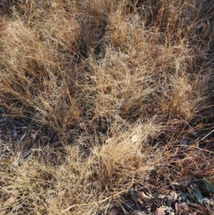 Eragrostis curvula at Farrer Ridge - 28 Jun 2024