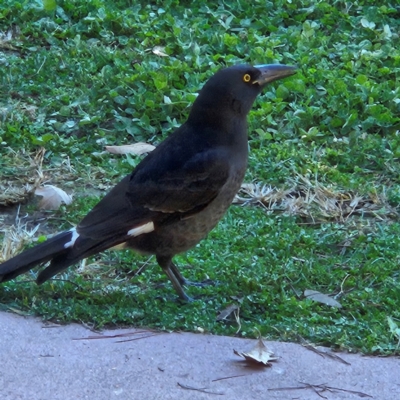 Strepera graculina (Pied Currawong) at Fyshwick, ACT - 28 Jun 2024 by MatthewFrawley