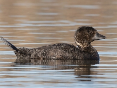 Biziura lobata (Musk Duck) at Yerrabi Pond - 27 Jun 2024 by rawshorty