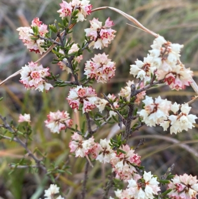 Cryptandra sp. Floriferous (W.R.Barker 4131) W.R.Barker at Mount Majura - 28 Jun 2024 by SteveBorkowskis