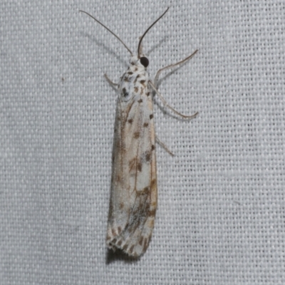 Utetheisa (genus) (A tiger moth) at WendyM's farm at Freshwater Ck. - 21 Dec 2022 by WendyEM