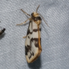 Anestia ombrophanes (Clouded Footman) at WendyM's farm at Freshwater Ck. - 22 Dec 2022 by WendyEM