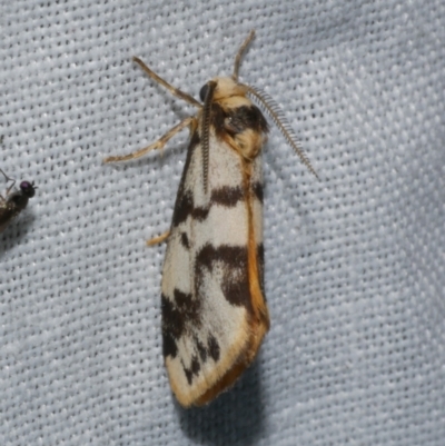 Anestia ombrophanes (Clouded Footman) at WendyM's farm at Freshwater Ck. - 22 Dec 2022 by WendyEM