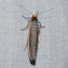 Palaeosia bicosta (Two-ribbed Footman) at WendyM's farm at Freshwater Ck. - 21 Dec 2022 by WendyEM